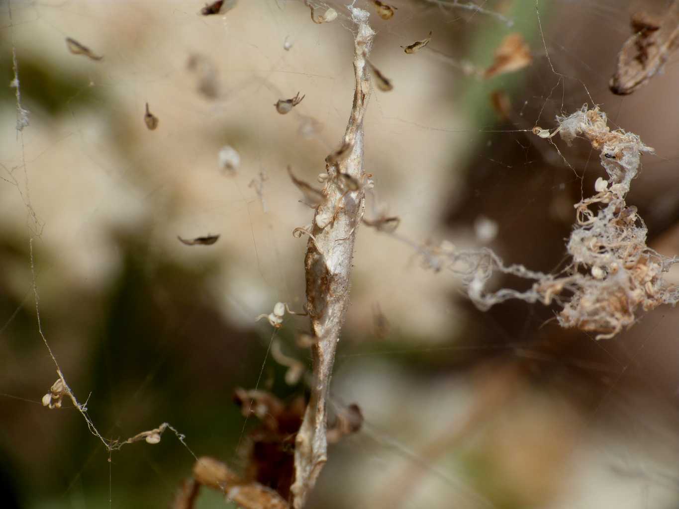 Una carrellata di Uloborus walkenaerius - Palau (OT)